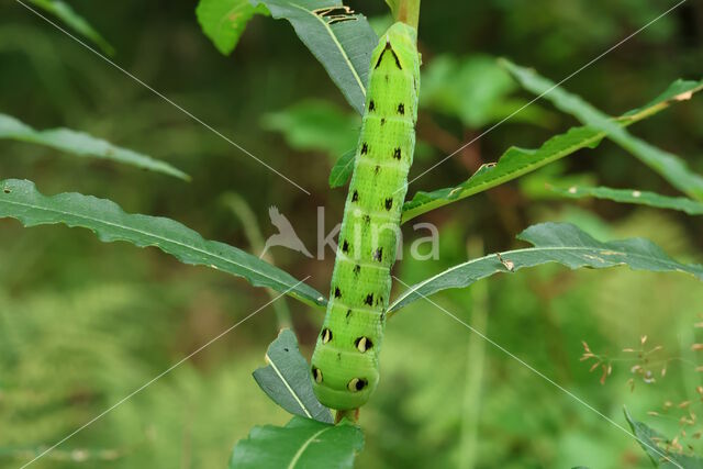 Elephant Hawk-moth (Deilephila elpenor)