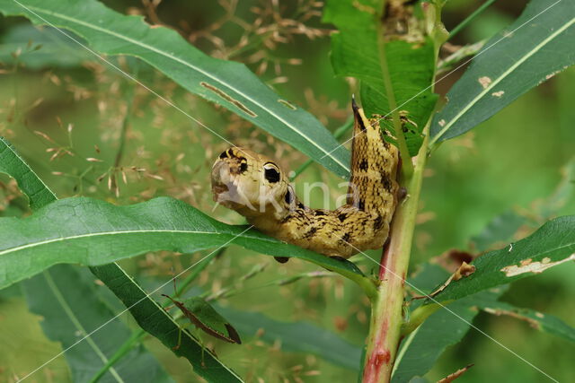 Elephant Hawk-moth (Deilephila elpenor)