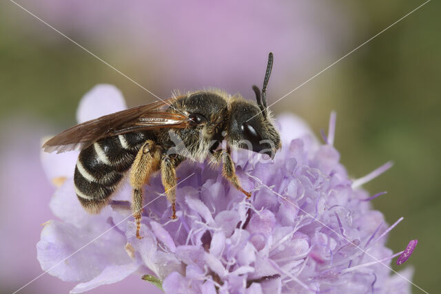 Halictus simplex