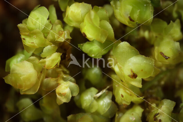 Grove Earwort (Scapania nemorea)