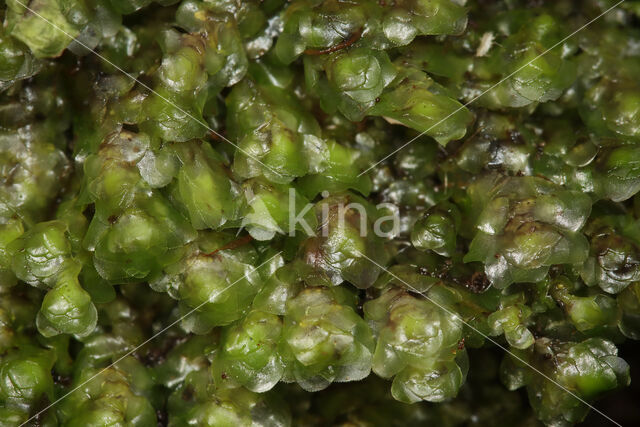 Waterearwort (Scapania undulata)