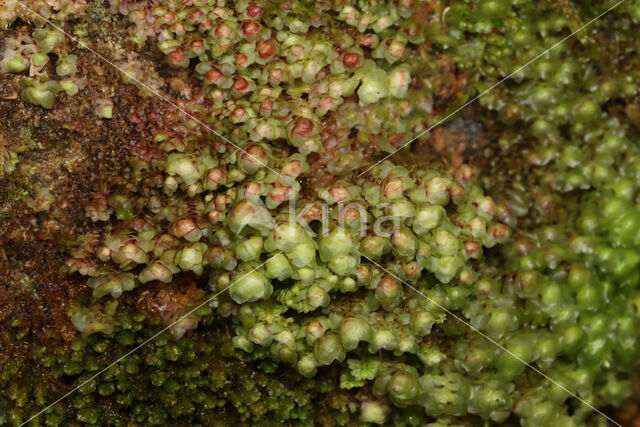 Bos-schoffelmos (Scapania nemorea)