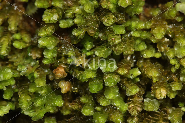 Notched Rustwort (Marsupella emarginata)