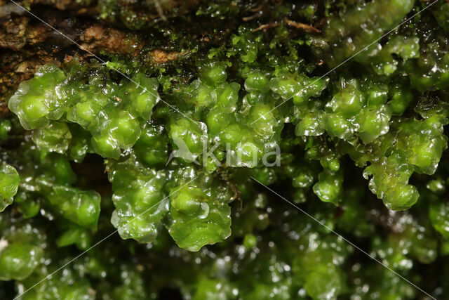 Waterearwort (Scapania undulata)