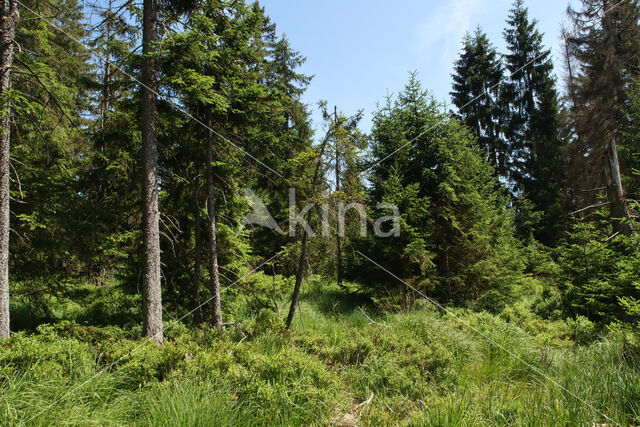 Harz National park