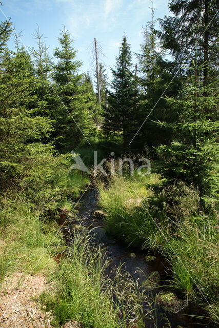 Harz National park