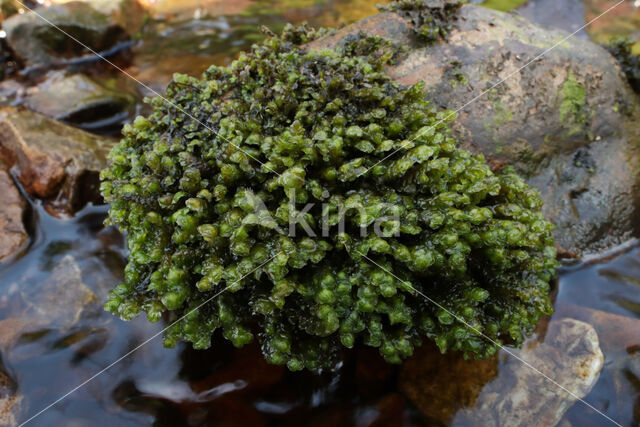 Waterearwort (Scapania undulata)