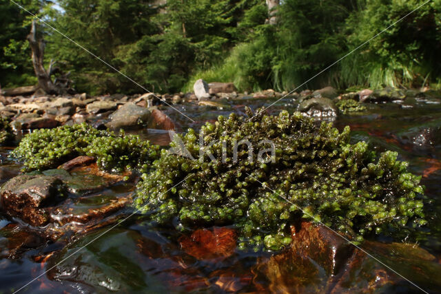 Waterearwort (Scapania undulata)