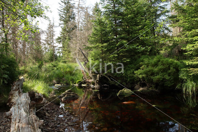 Nationalpark Harz