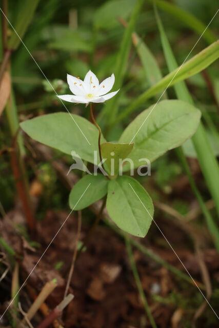 Chickweed Wintergreen (Trientalis europaea)