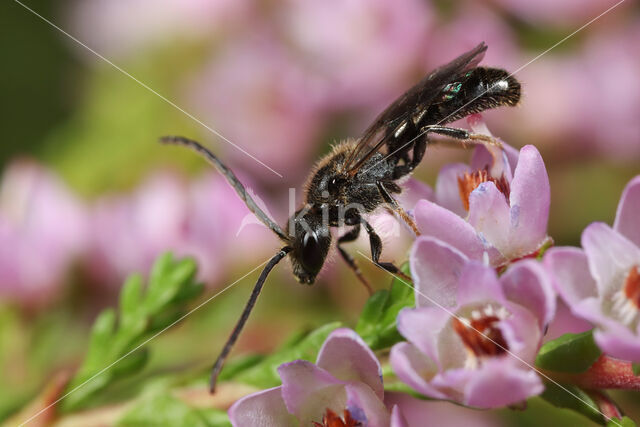 Lasioglossum subfulvicorne