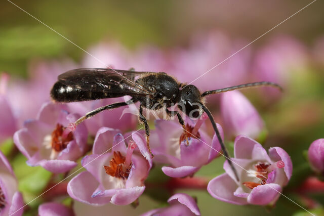 Lasioglossum subfulvicorne