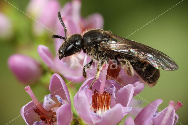 Lasioglossum subfulvicorne