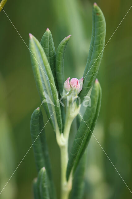 Bog-rosemary (Andromeda polifolia)