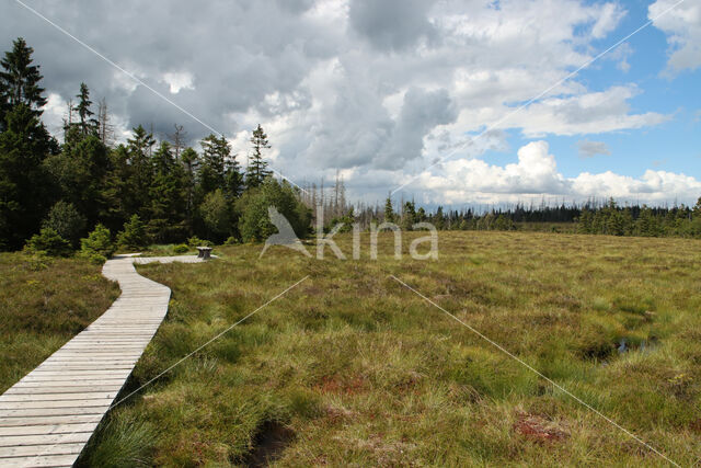 Harz National park