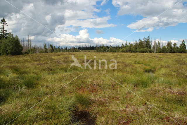 Harz National park