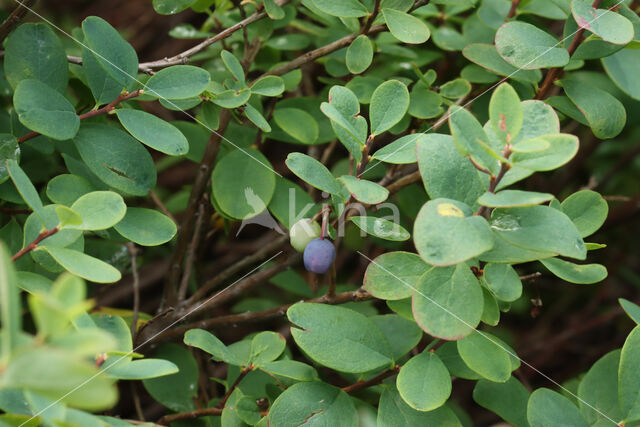 Bog Bilberry (Vaccinium uliginosum)