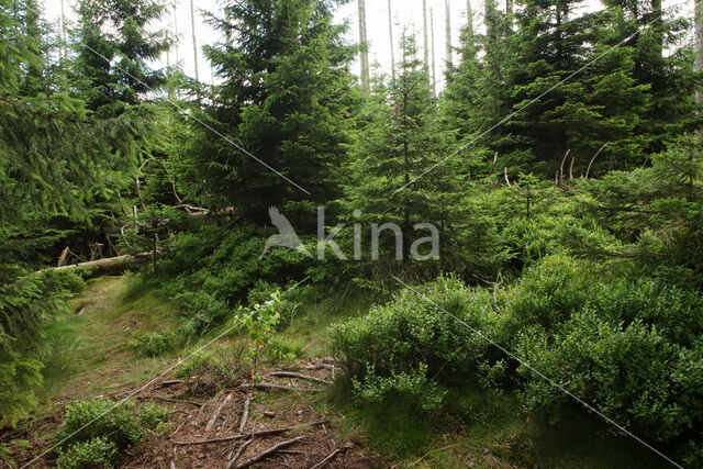 Nationalpark Harz