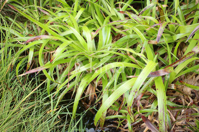 Grote veldbies (Luzula sylvatica)