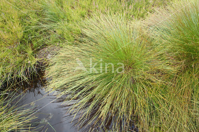 Deergrass (Trichophorum cespitosum)