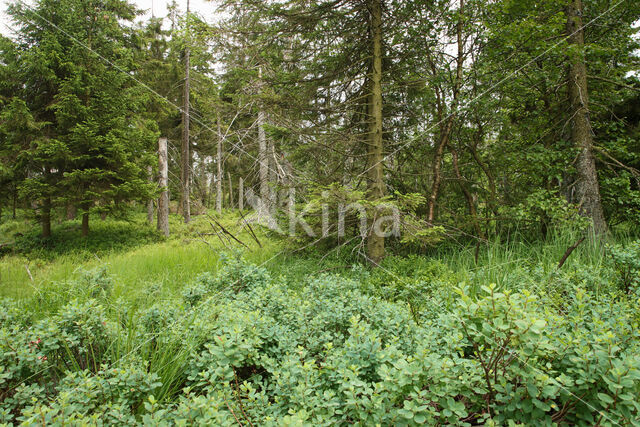 Nationalpark Harz