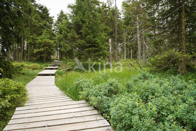 Nationalpark Harz