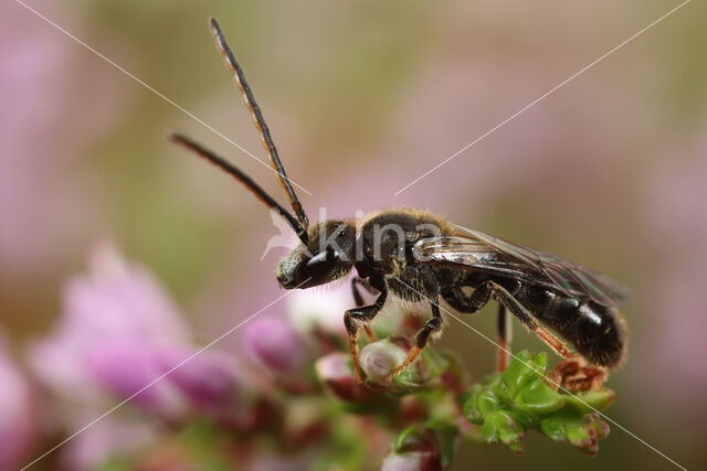 Bosgroefbij (Lasioglossum fratellum)