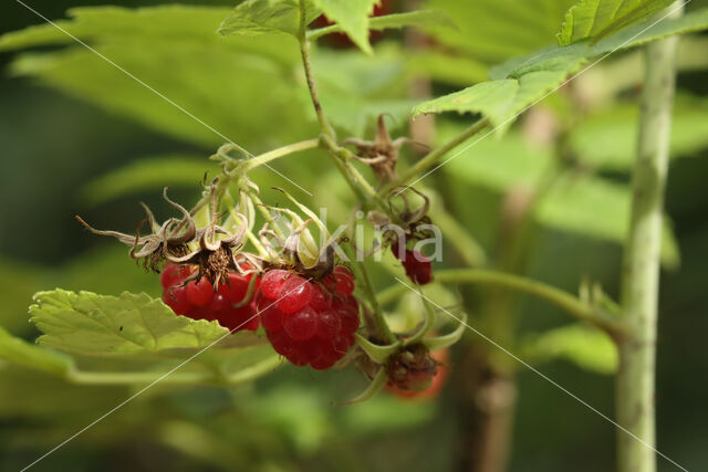 Raspberry (Rubus idaeus)