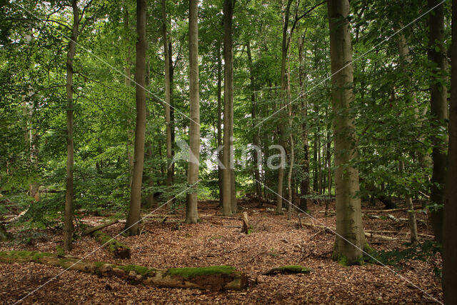 Nationalpark Harz