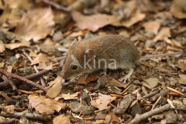 Rosse woelmuis (Myodes glareolus)