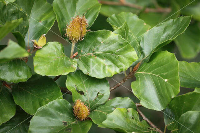 Beech (Fagus sylvatica)