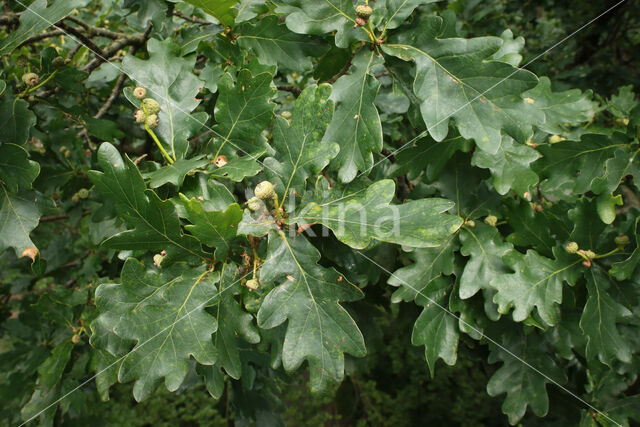 Common Oak