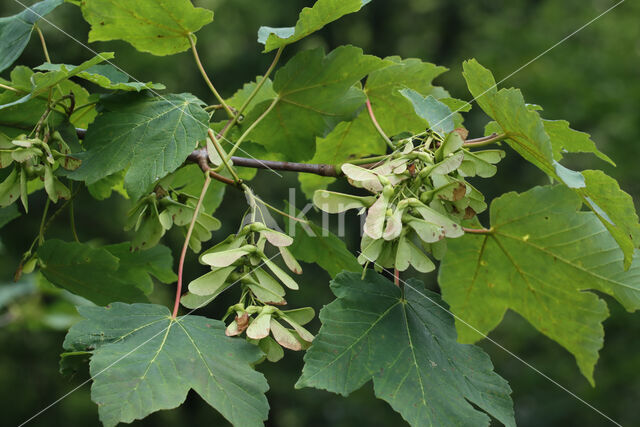 Gewone esdoorn (Acer pseudoplatanus)