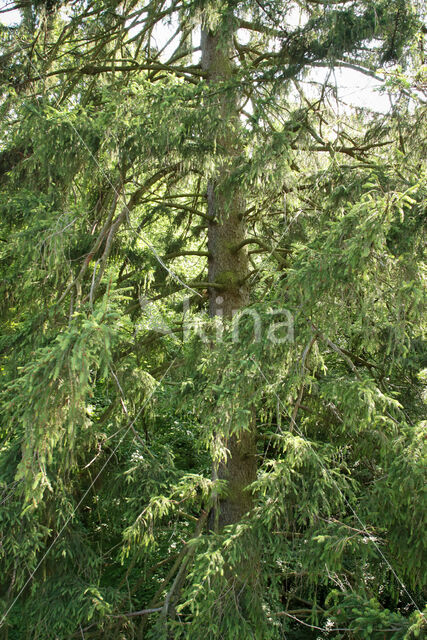 Fijnspar (Picea abies)