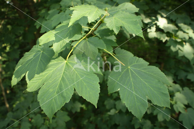 Sycamore (Acer pseudoplatanus)