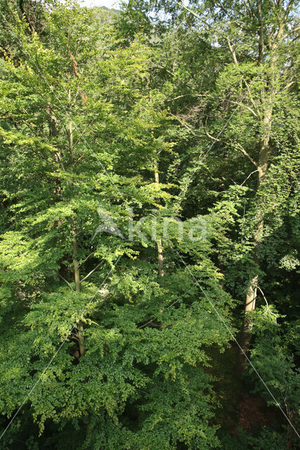 Beech (Fagus sylvatica)