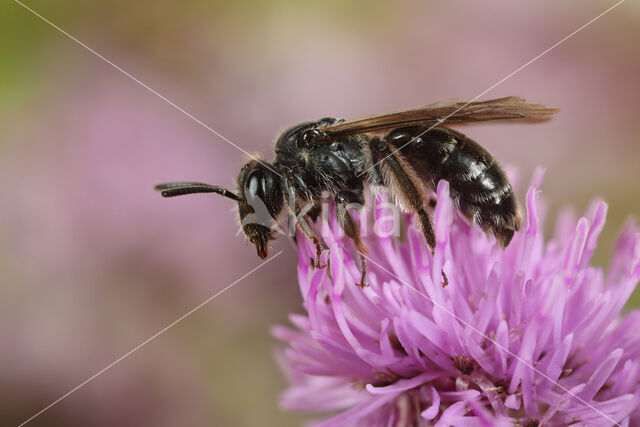 Andrena coitana