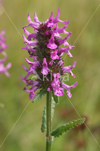 Betony (Stachys officinalis)