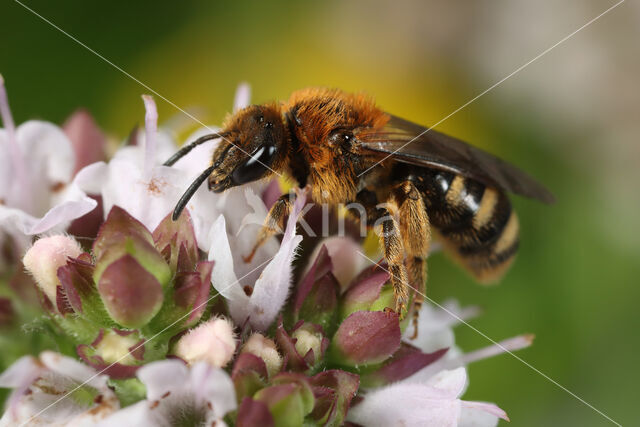 Gedoornde groefbij (Lasioglossum laevigatum)