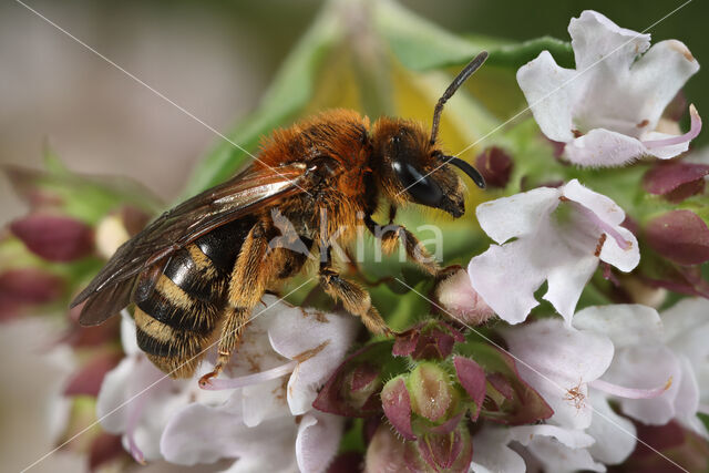 Gedoornde groefbij (Lasioglossum laevigatum)