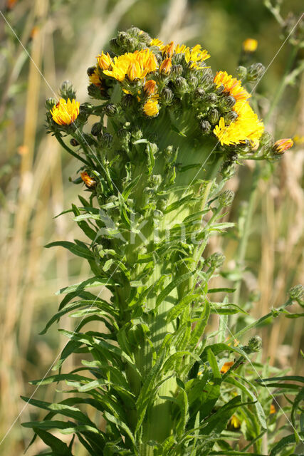 Echt bitterkruid (Picris hieracioides)