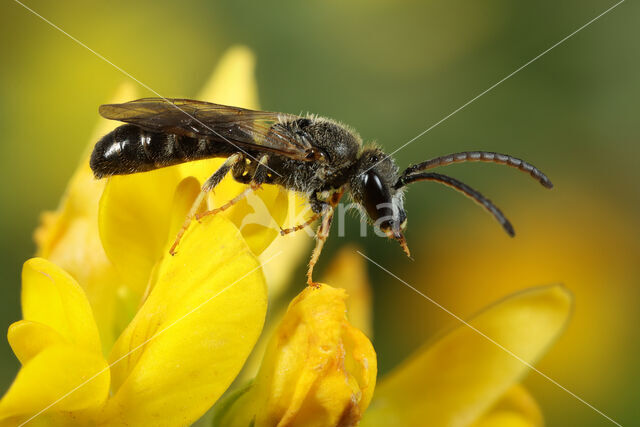 Schoorsteengroefbij (Lasioglossum lineare)