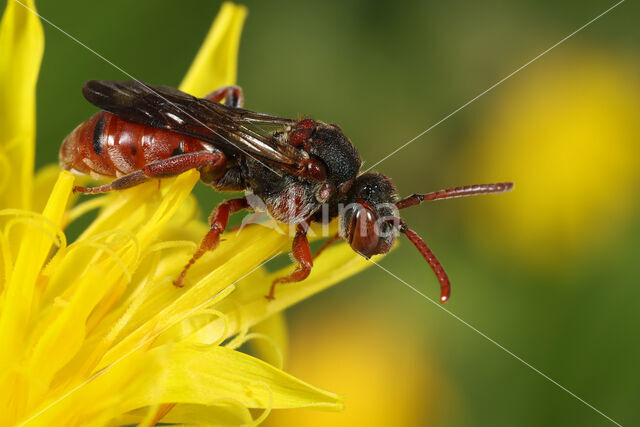 Nomada pleurosticta