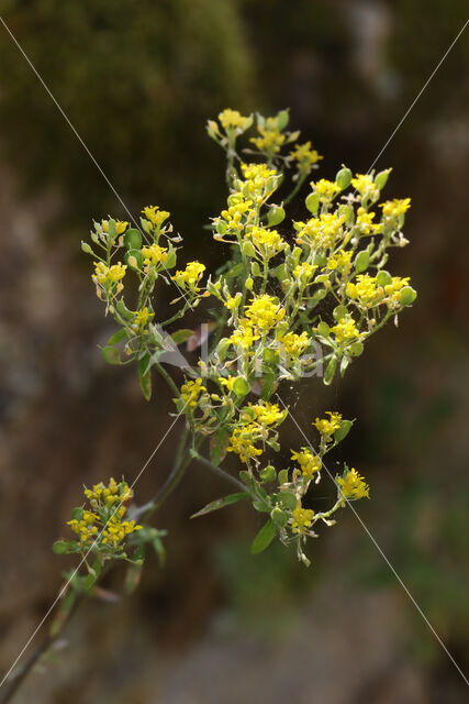 yellowtuft (Alyssum murale)