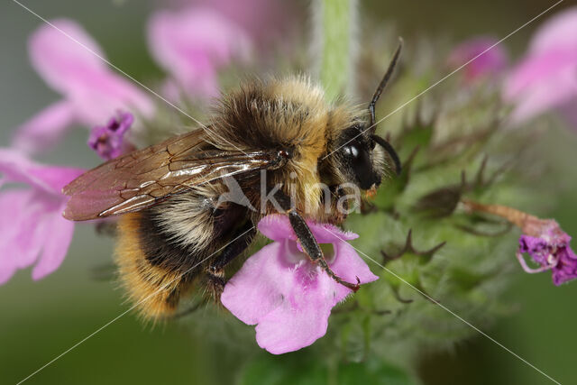 Early bumblebee (Bombus pratorum)