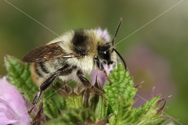 Bombus sylvarum