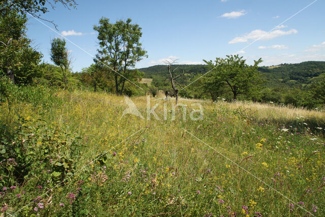 chalk grassland