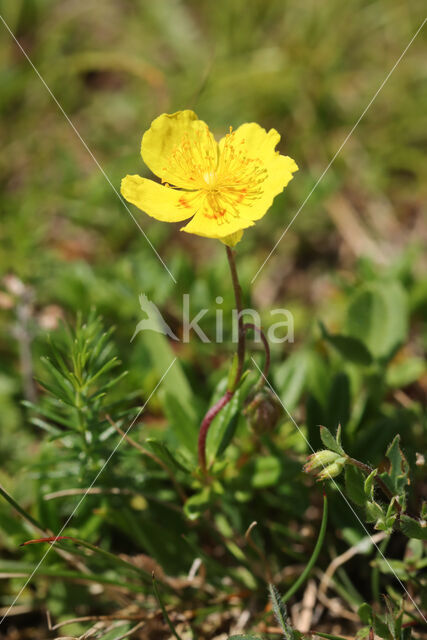 Common Rock-rose (Helianthemum nummularium)