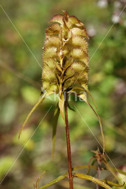 Kamzwartkoren (Melampyrum cristatum)