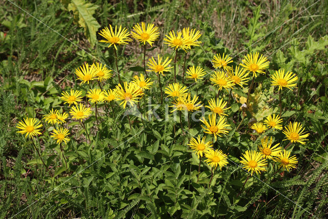 Inula hirta